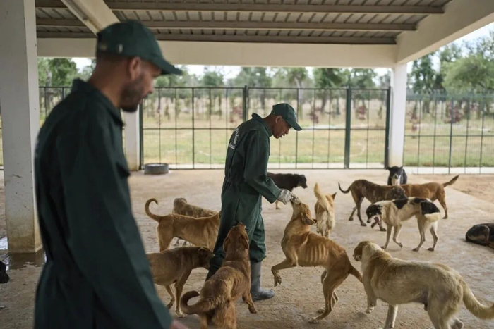 摩洛哥世界杯筹备期间遭指控大规模捕杀流浪狗