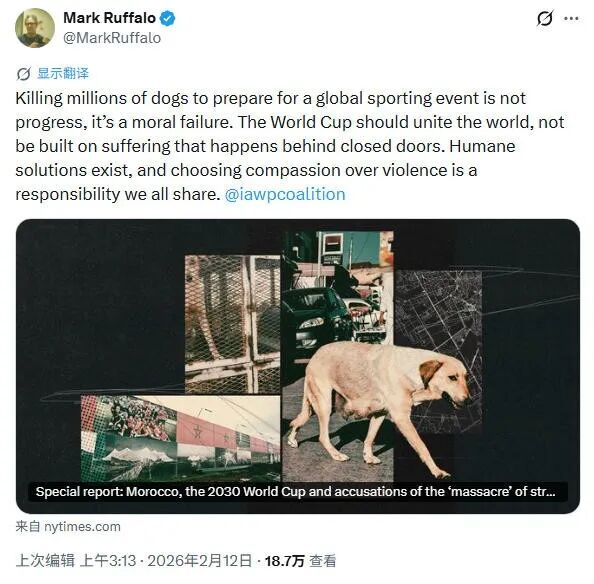 摩洛哥世界杯筹备期间遭指控大规模捕杀流浪狗