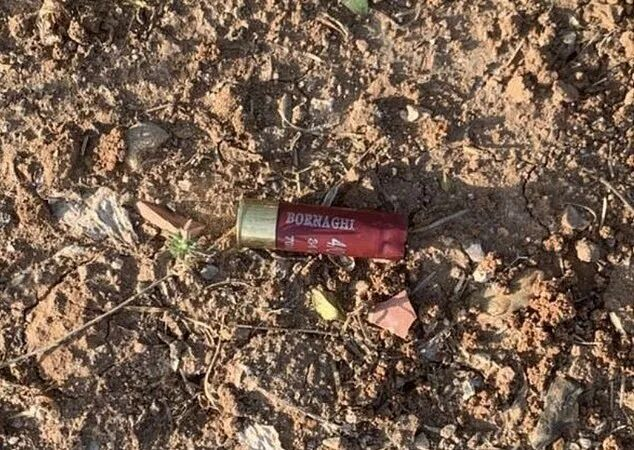 摩洛哥世界杯筹备期间遭指控大规模捕杀流浪狗