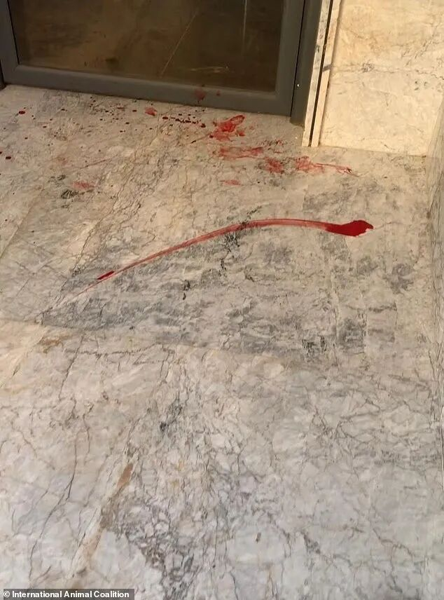 摩洛哥世界杯筹备期间遭指控大规模捕杀流浪狗