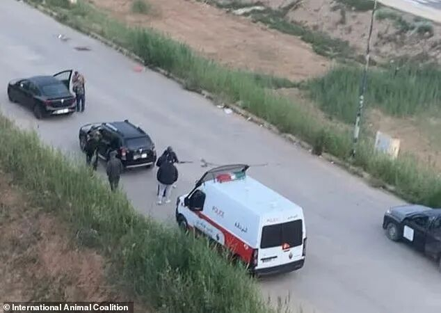 摩洛哥世界杯筹备期间遭指控大规模捕杀流浪狗