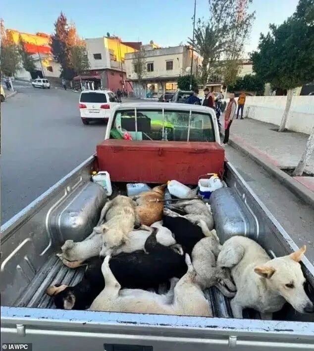 摩洛哥世界杯筹备期间遭指控大规模捕杀流浪狗